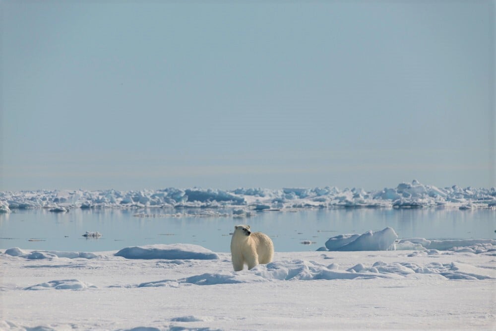 Stephen Gorman-Royaume arctique 2013-76
